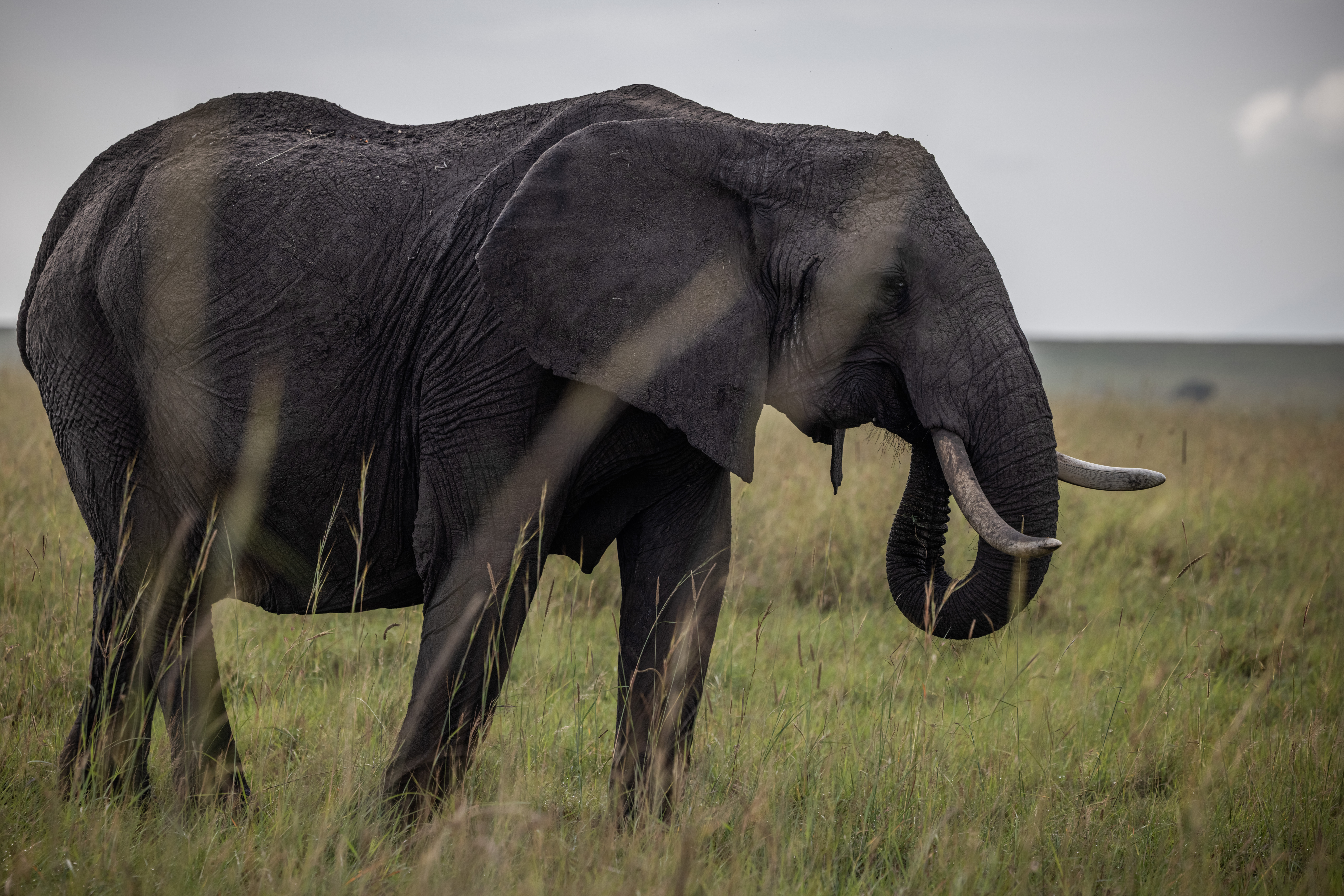 Elephant walking through tall grass in Masai Mara National Reserve.