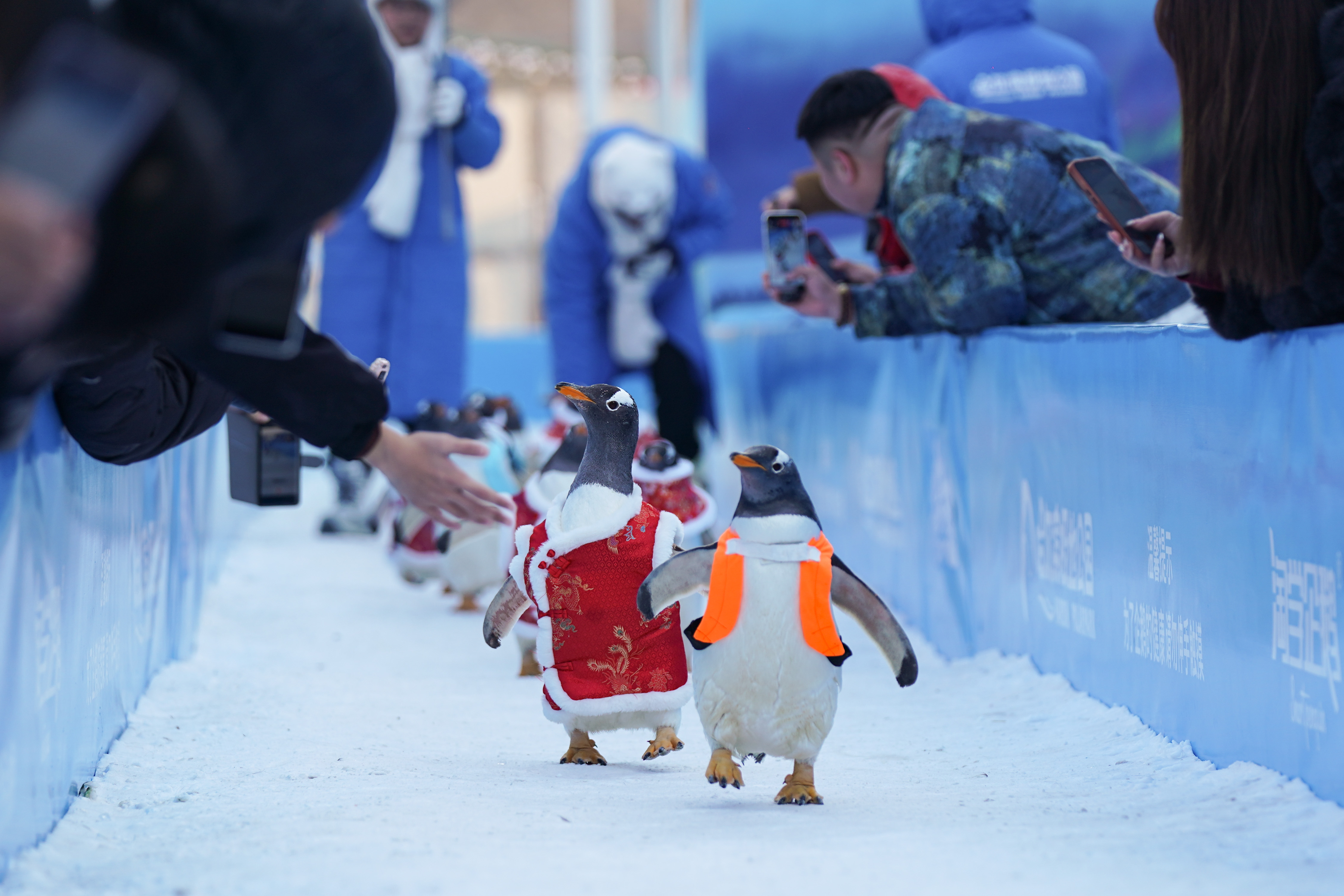Penguins Dress In Tang Suits To Greet Upcoming Spring Festival In Harbin