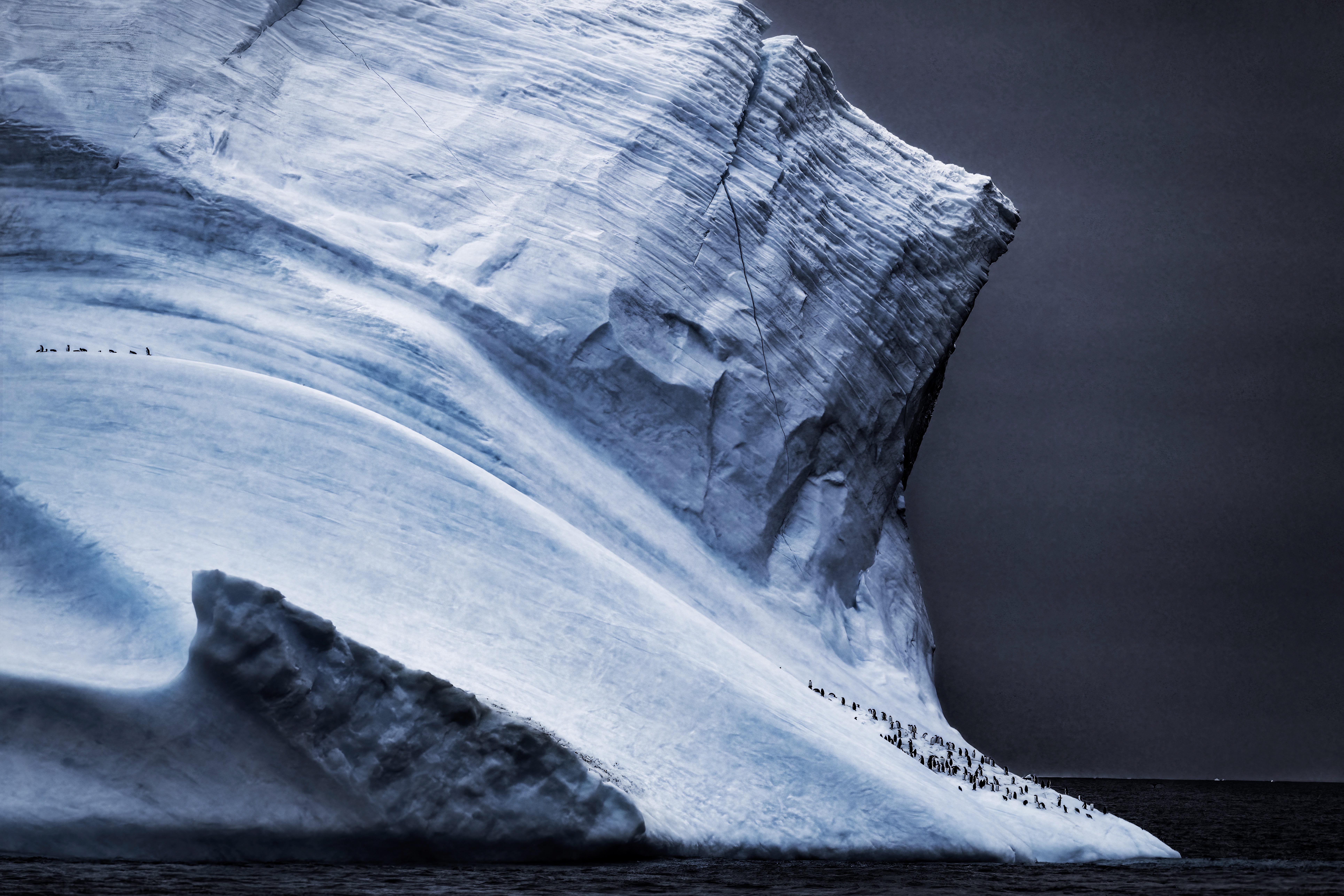 Chinstrap penguins gathered on a massive iceberg.