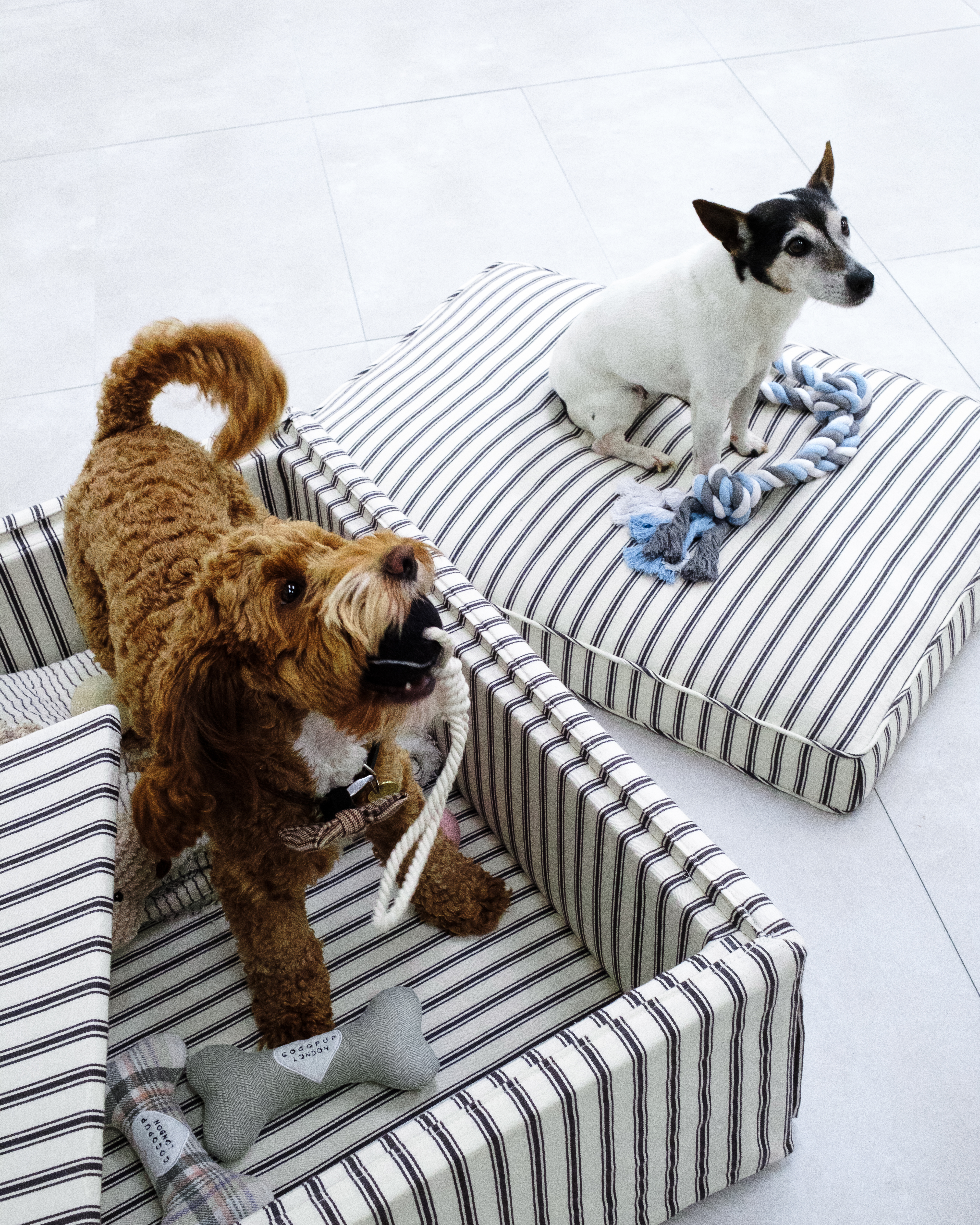 A brown poodle-like dog stands in a striped dog bed holding a rope toy while a Jack Russell terrier sits on another striped dog bed beside it.