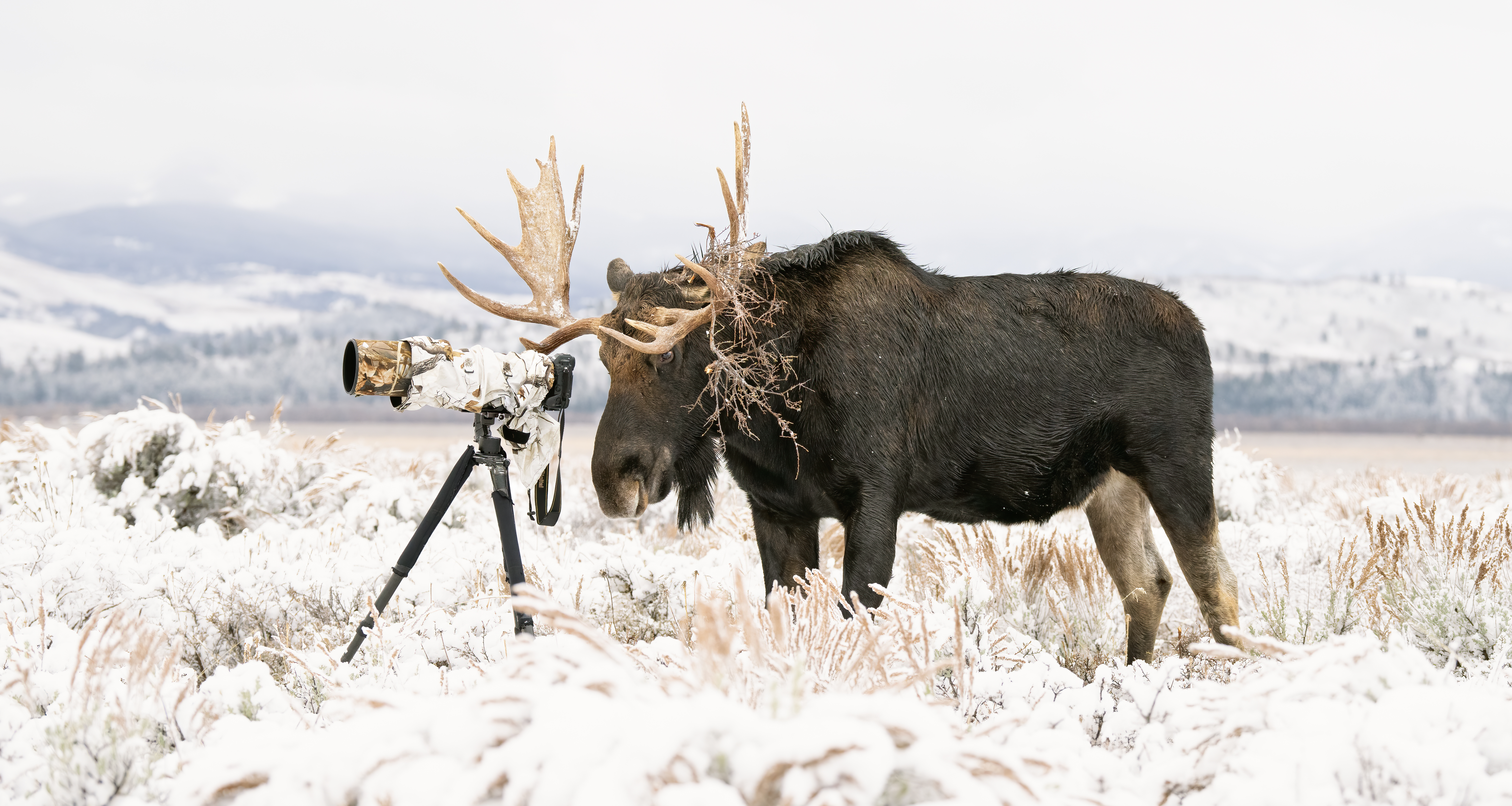 A large bull moose with antlers standing next to a camera with a large lens on a tripod, all in a snow-covered field.