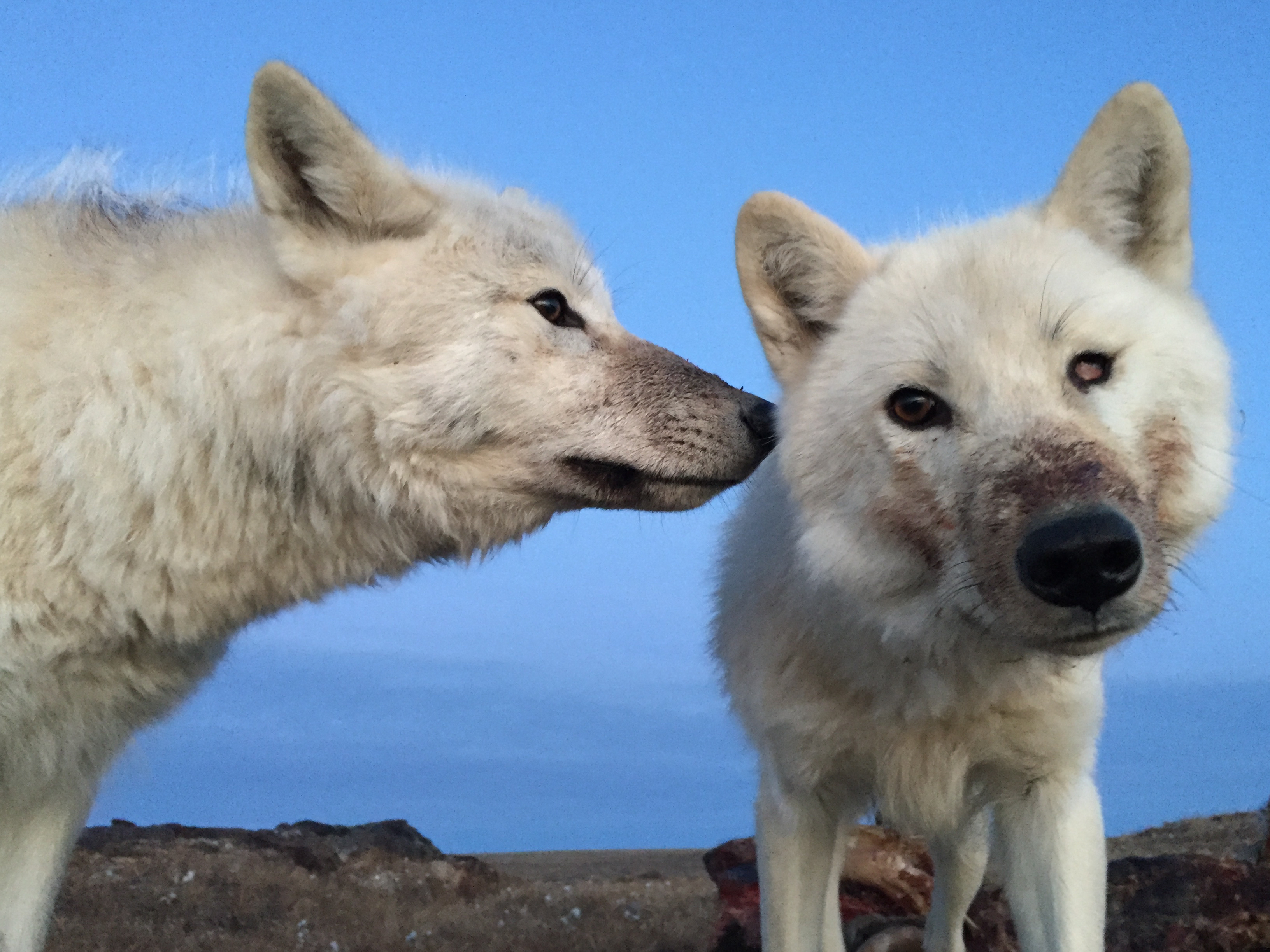 Two white wolves with reddish snouts stand against a clear blue sky.