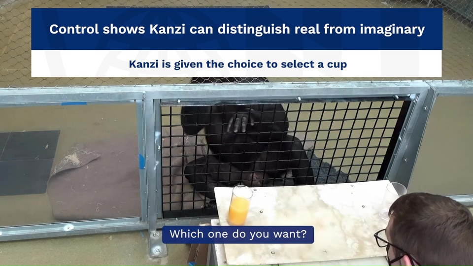 Apes ability to imagine and play pretend is being tested.