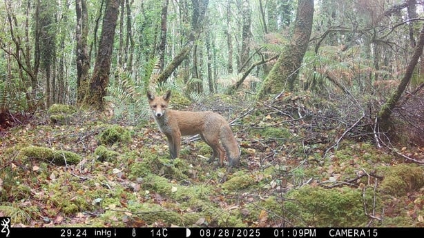 A fox in a forest Glengarriff 