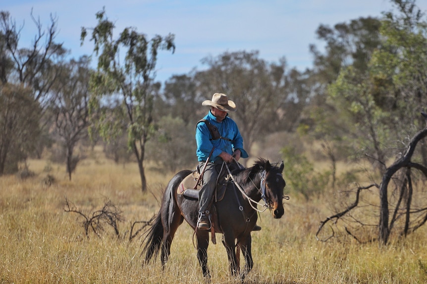 A cattle drover rides a horse through bushland.