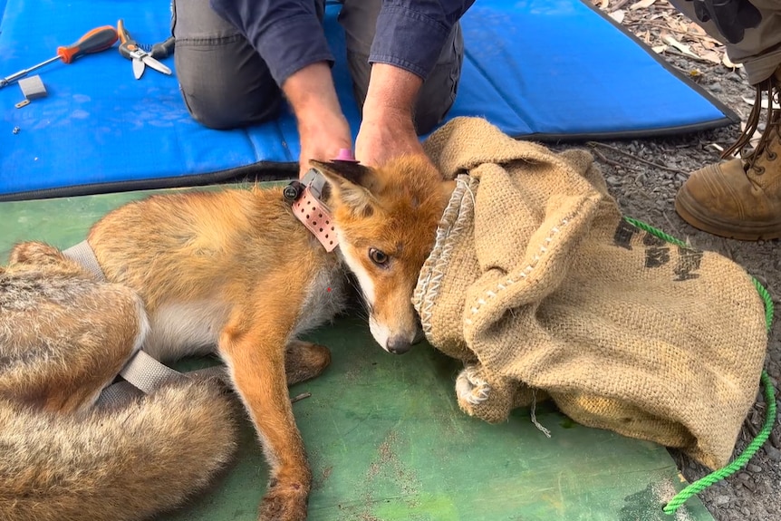fox being collared with bag over its head