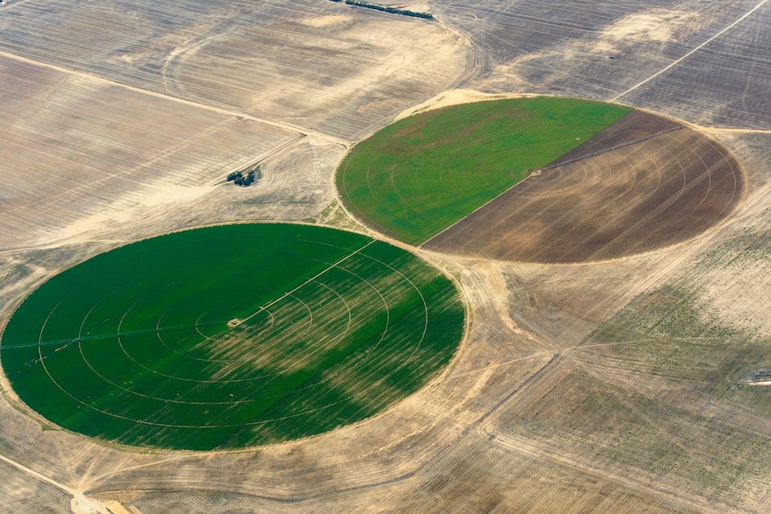A birds eye view of a potato farm.