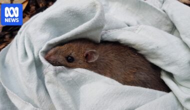Australian bush rats reintroduced to Sydney's parks with help of scented towels