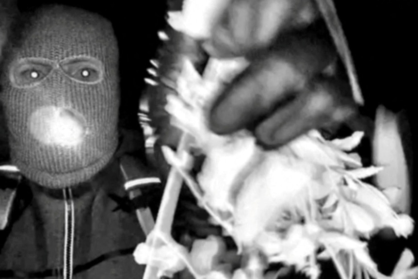 An armed individual wearing a ski mask with holes in the eyes and mouth filmed at Nancy Guthrie's front door.