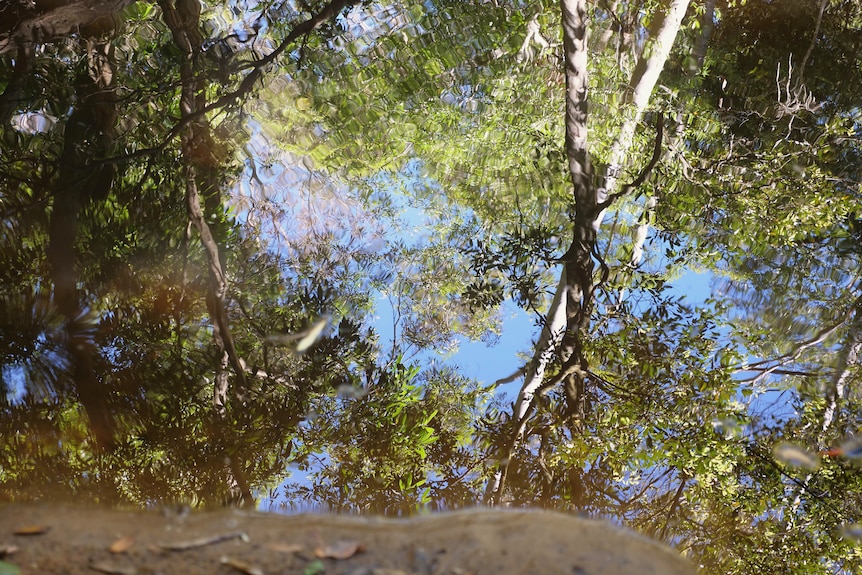 Ourimbah Creek is known for its unique biodiversity