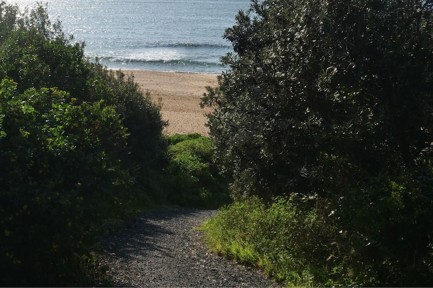 A bushy landscape with a track leading to a beach.