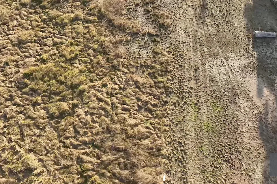 A field with extensive vegetation loss due to rabbit grazing.