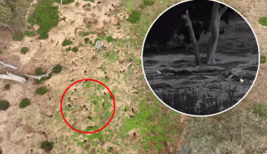Urgent plea as outback threat escalates across Australia: ‘Not seen since the 1990s'