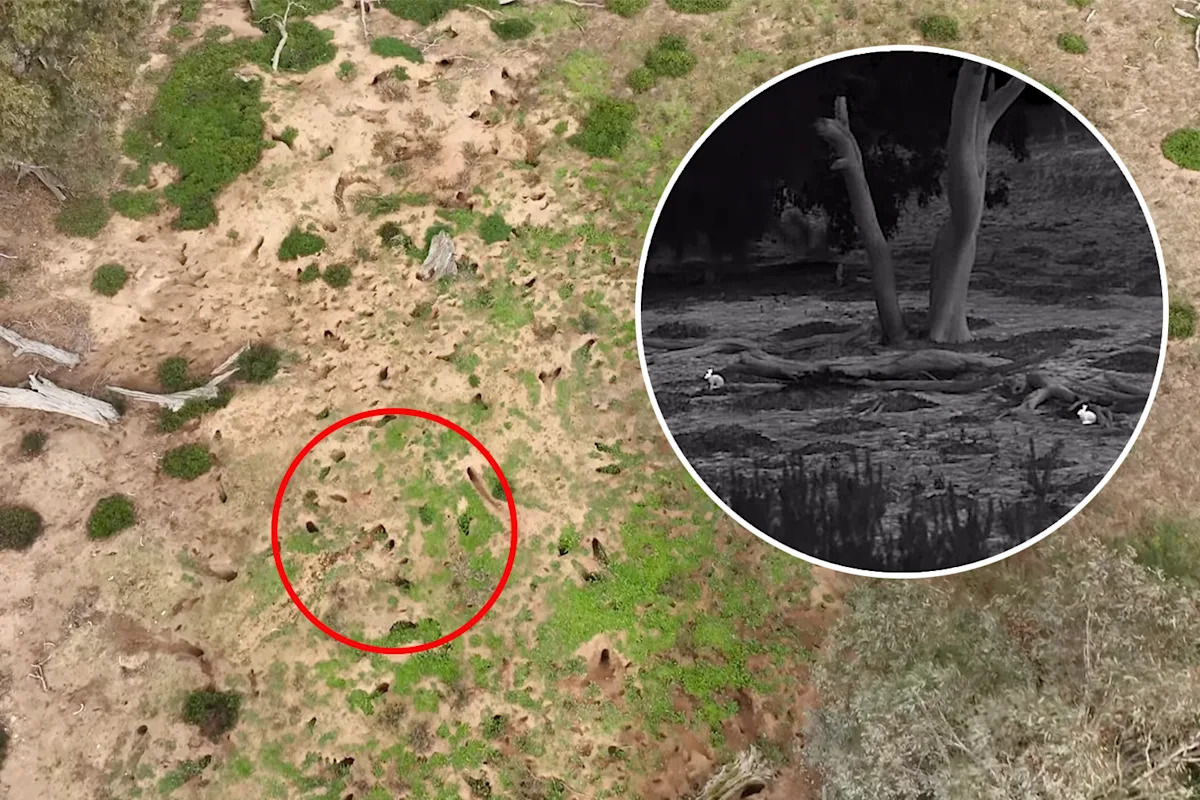 Urgent plea as outback threat escalates across Australia: ‘Not seen since the 1990s'