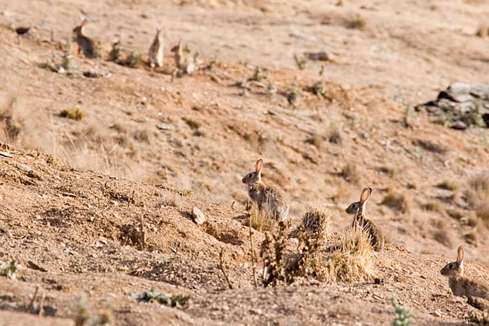 Rabbits seen on a barren Australian hill.