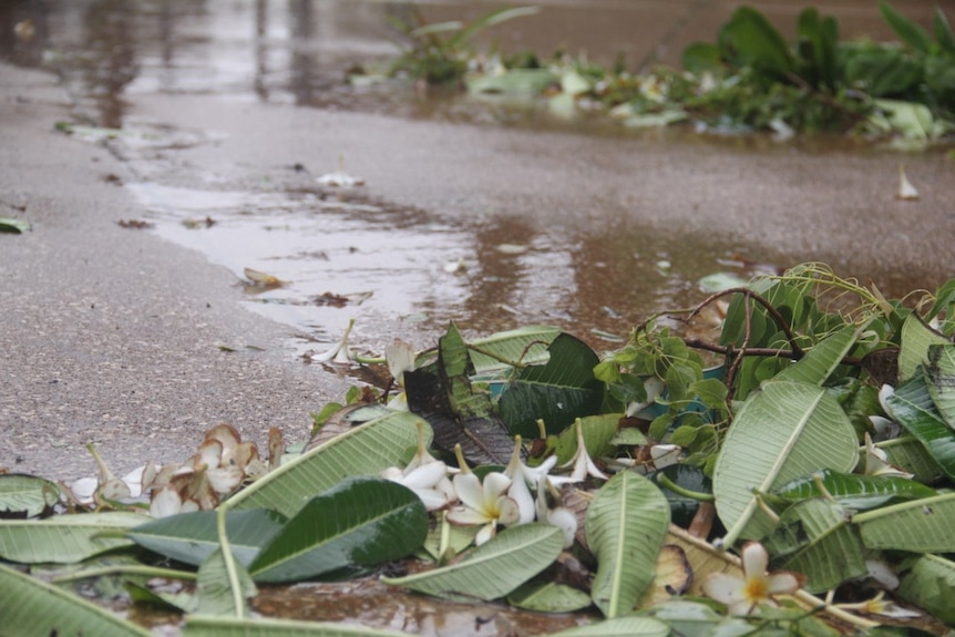 leaves and flowers on the ground with puddles