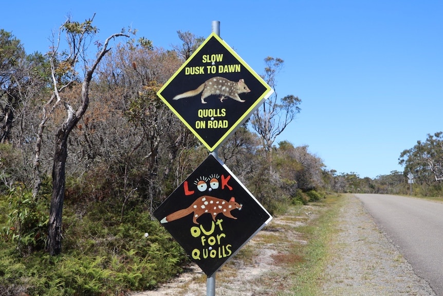 signage to keep lookout for quolls in the park