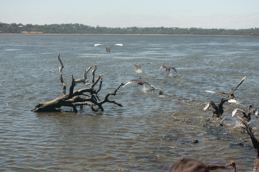 Seven black swans at various stages of flight swimming and flying away from the bank of estuary in foreground