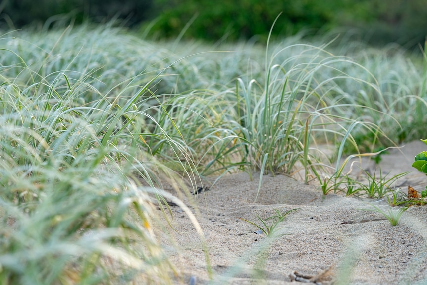 Grass growing in sand.