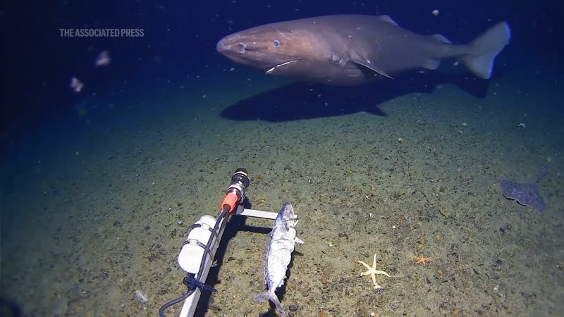 Shark caught on camera for first time in Antarctica’s deep waters