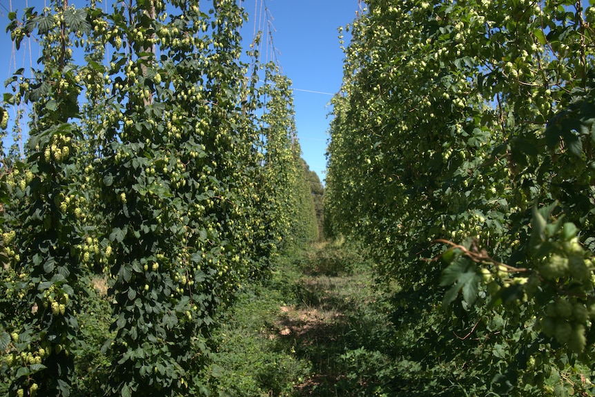 row of green bushy bines with hops on it