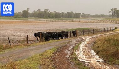 Scone breaks daily rainfall record in 2 hours but farmers say more is needed to rid region of drought