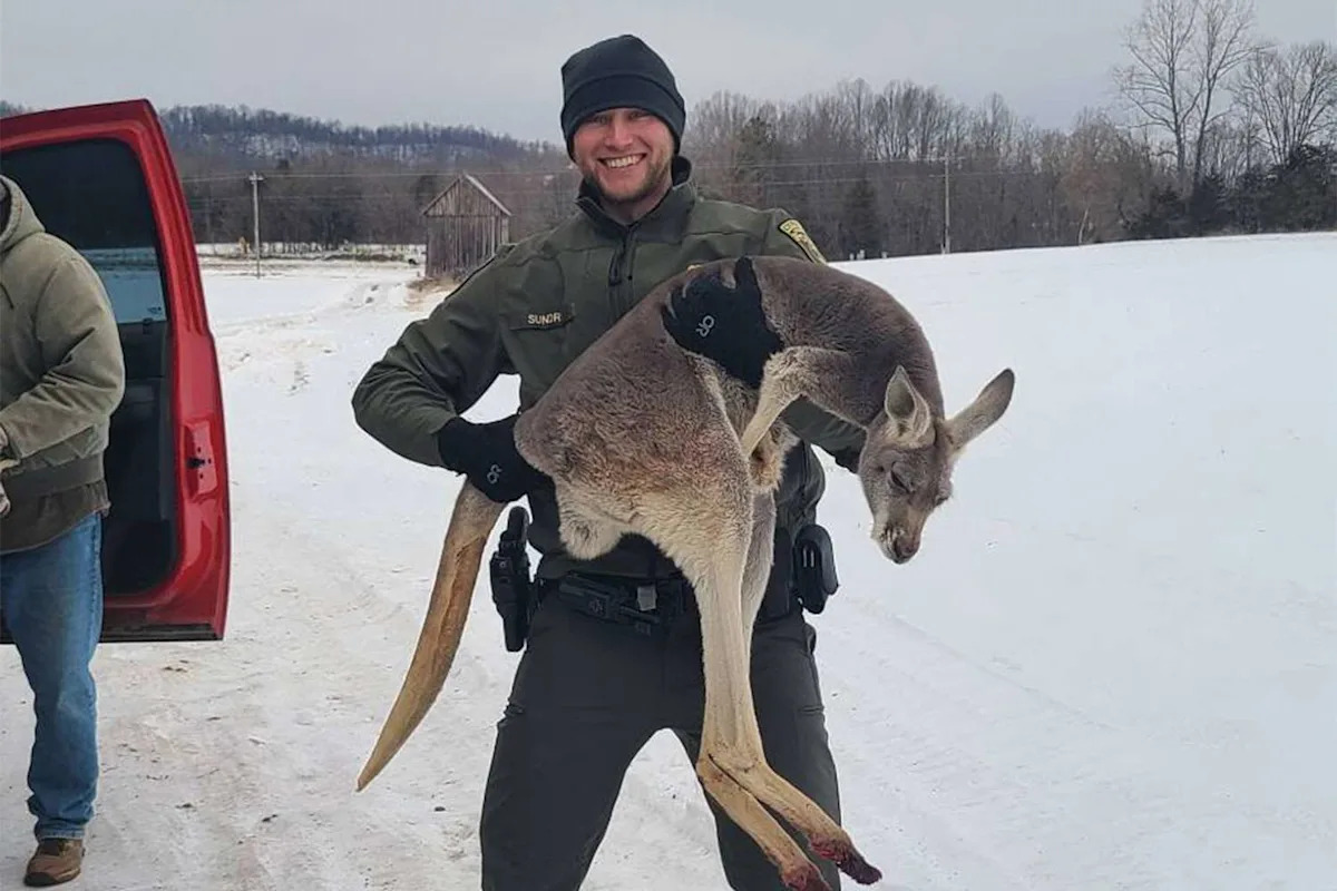 Virginia Deputies Rescue Loose Kangaroo and Her Joey After Reports of a Marsupial Blocking Traffic