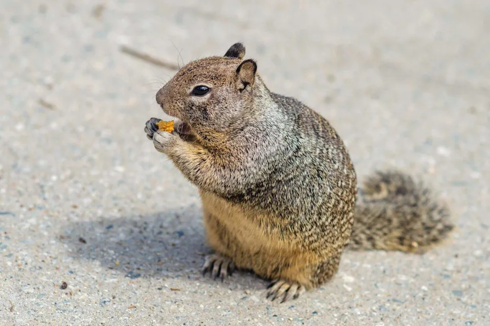 Californian ground squirrel eats cookies 