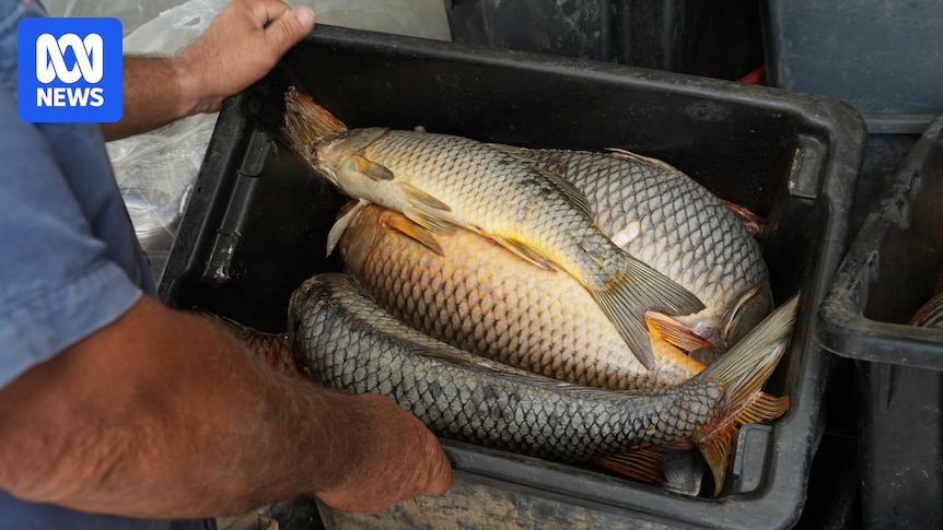 Potential release of carp control virus into waterways delayed until 2028