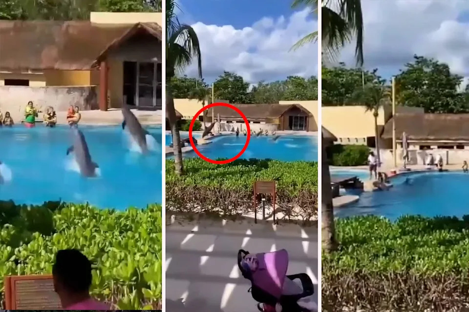 Pictures of the former dolphin show at the resort, including the middle photo showing a dolphin crashing onto the concrete. Source: UrgentSeas