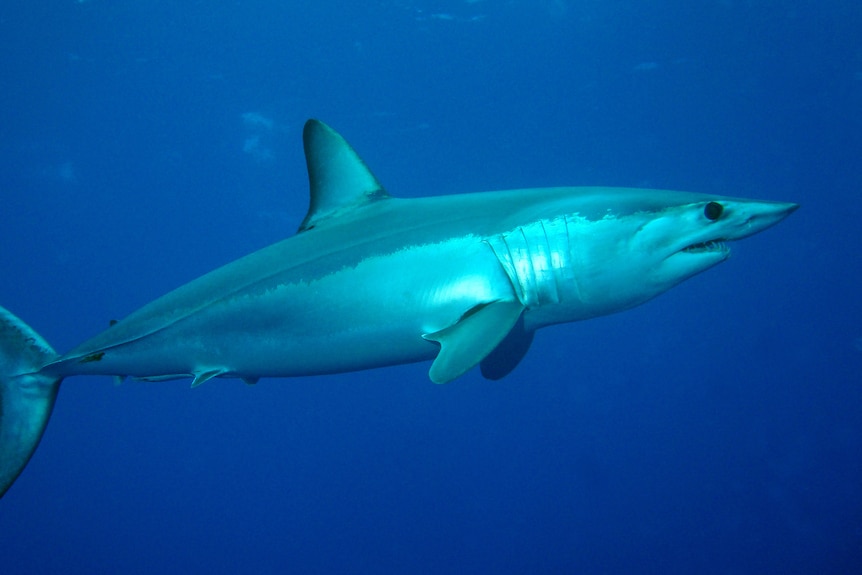 A grey and white shark swimming through deep blue water.