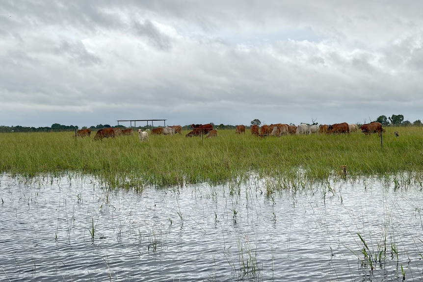 some cattle stand on a ridgeline with floodwaters in the foreground 