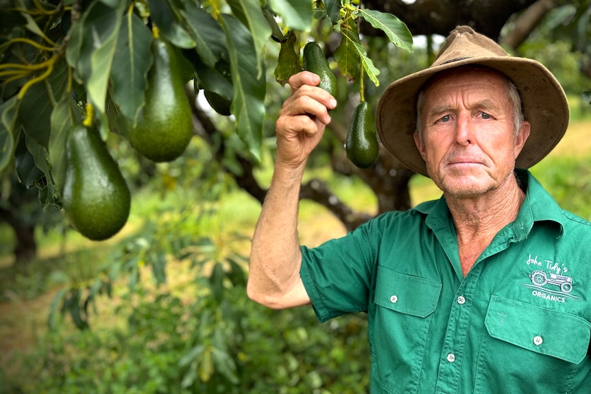 A stern looking man holds an avocado in a tree while standing in an orchard.