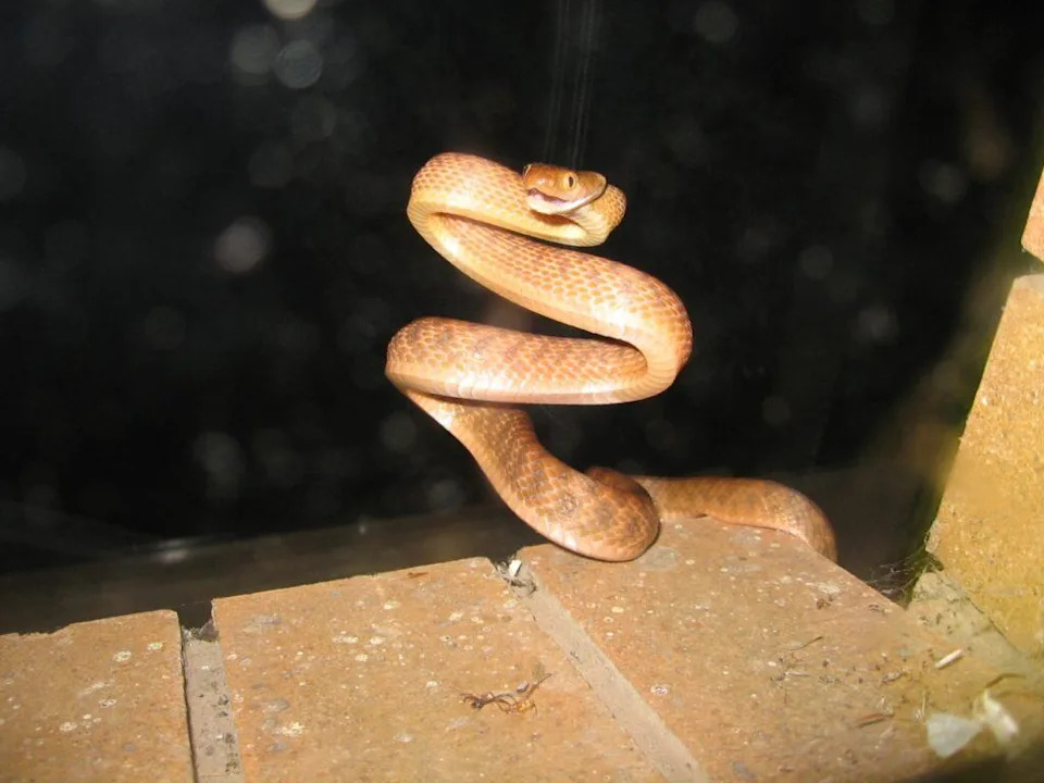 Brown snake coiled with mouth open as if to strike as it heads over a brick wall