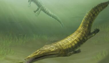 WA crocodile-like ‘sea-salamander’ fossil produces new discovery 50 years after being lost in museum bungle