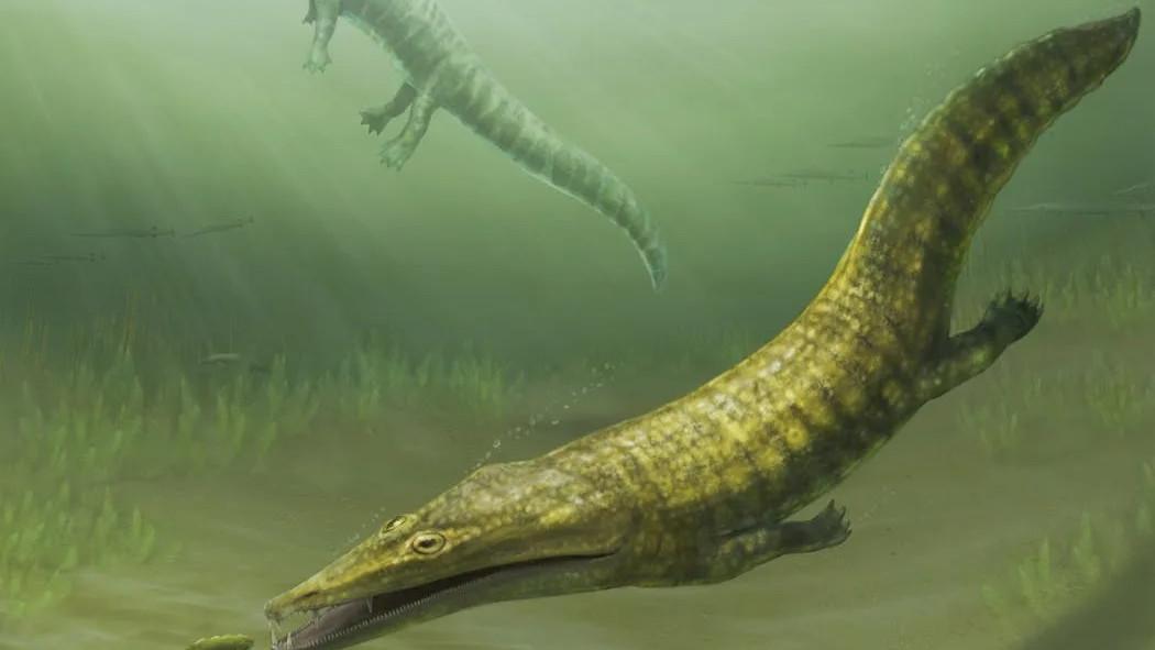 WA crocodile-like ‘sea-salamander’ fossil produces new discovery 50 years after being lost in museum bungle