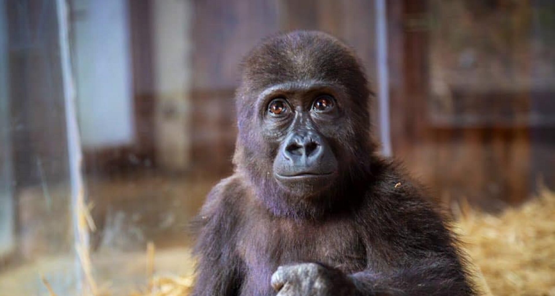 Baby gorilla seized from traffickers languishes in Turkish zoo