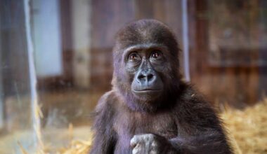 Baby gorilla seized from traffickers languishes in Turkish zoo