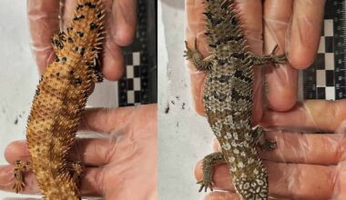 An Australian Wildlife Smuggler is Headed to Prison For a Record 8-Year Sentence After Packing 100 Lizards into Popcorn Bags