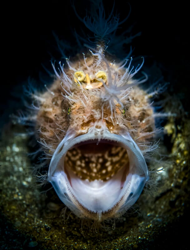 A close-up underwater photo of a hairy frogfish with its mouth wide open, displaying its sharp teeth and textured, spiky body, against a dark background.