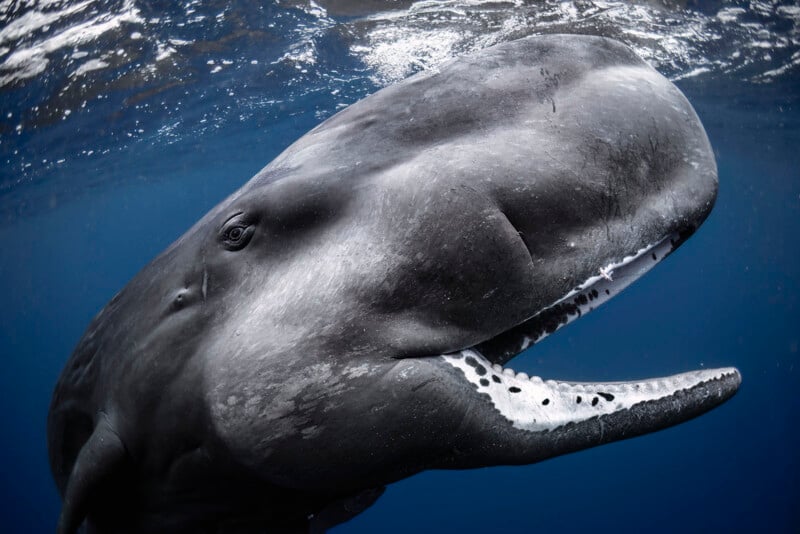 Close-up underwater view of a sperm whale near the ocean surface, showing its large head, eye, and partially open mouth with visible teeth against a deep blue background.
