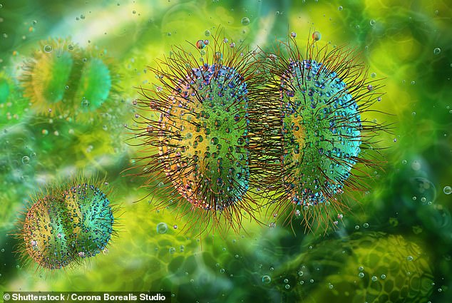 Pictured, a 3D illustration of the bacterium neisseria meningitidis which can cause meningitis and other forms of meningococcal disease