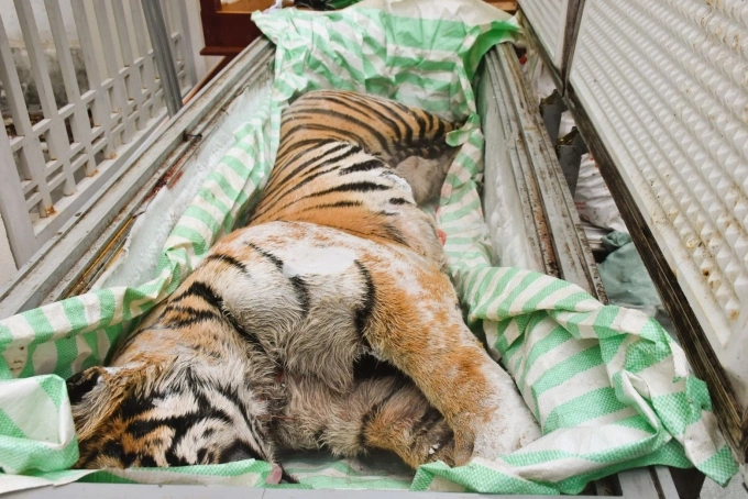 A frozen tiger found by the police at the house of Hoang Cao Dat in Thanh Hoa Province, central Vietnam, February 2026. Photo by VnExpress/Lam Son
