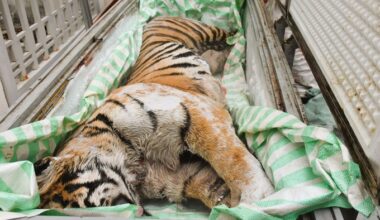 Two men arrested for buying 400 kg of tigers to make bone glue for sale