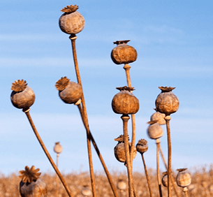 An image of alkaloid poppies in a field.