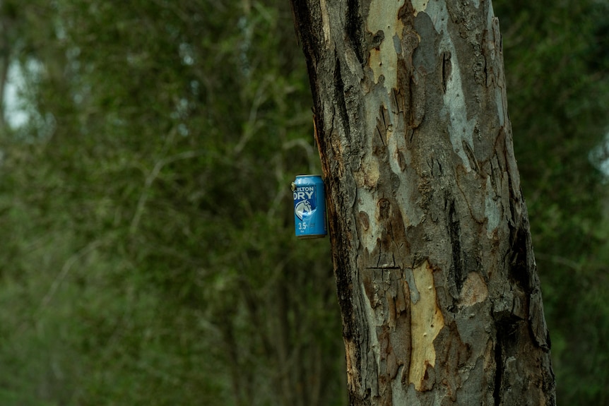 A tree in Balmoral with a beer can attached to it.