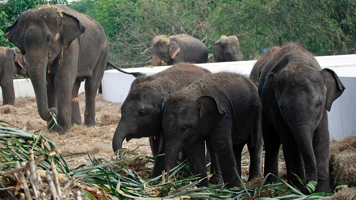 Thailand puts elephants on birth control as populations are 'squeezed out' of their natural habitat