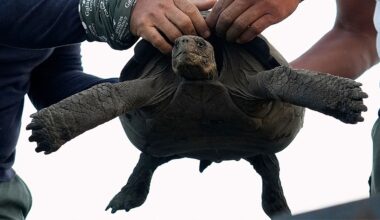 Giant tortoises are returning to this Galápagos island nearly 150 years after they went extinct