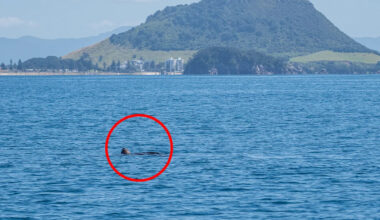 Photographs confirm 'almost unheard of' phenomenon of rare ocean giants: 'Unbelievable'