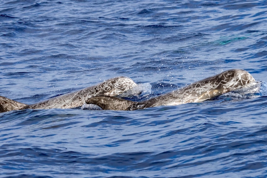 a pair of dolphins with fine white markings